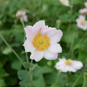 Anemone × hybrida 'Königin Charlotte' ---